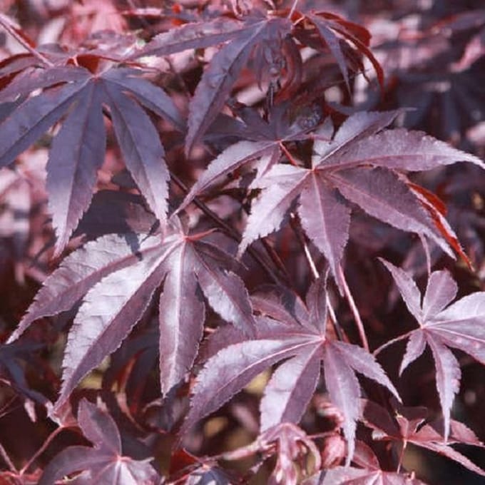Acer Palmatum 'Bloodgood' - Japanse esdoorn  50-60 cm pot