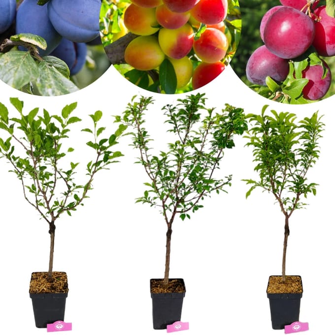 Set van 3 Japanse dwergpruimen - Geel, Rood, Blauw - Hoogte 70-90cm - 5 Liter pot