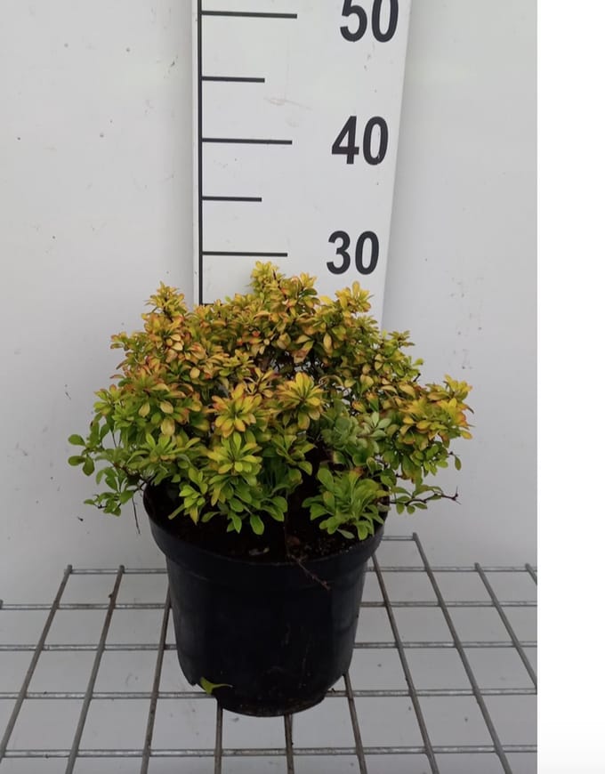 Berberis thunbergii 'Tiny Gold'pbr - Zuurbes 20 - 25 cm in pot