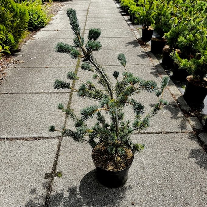 Pinus parviflora 'Saphir' - Japanse witte den | 70-80 cm pot