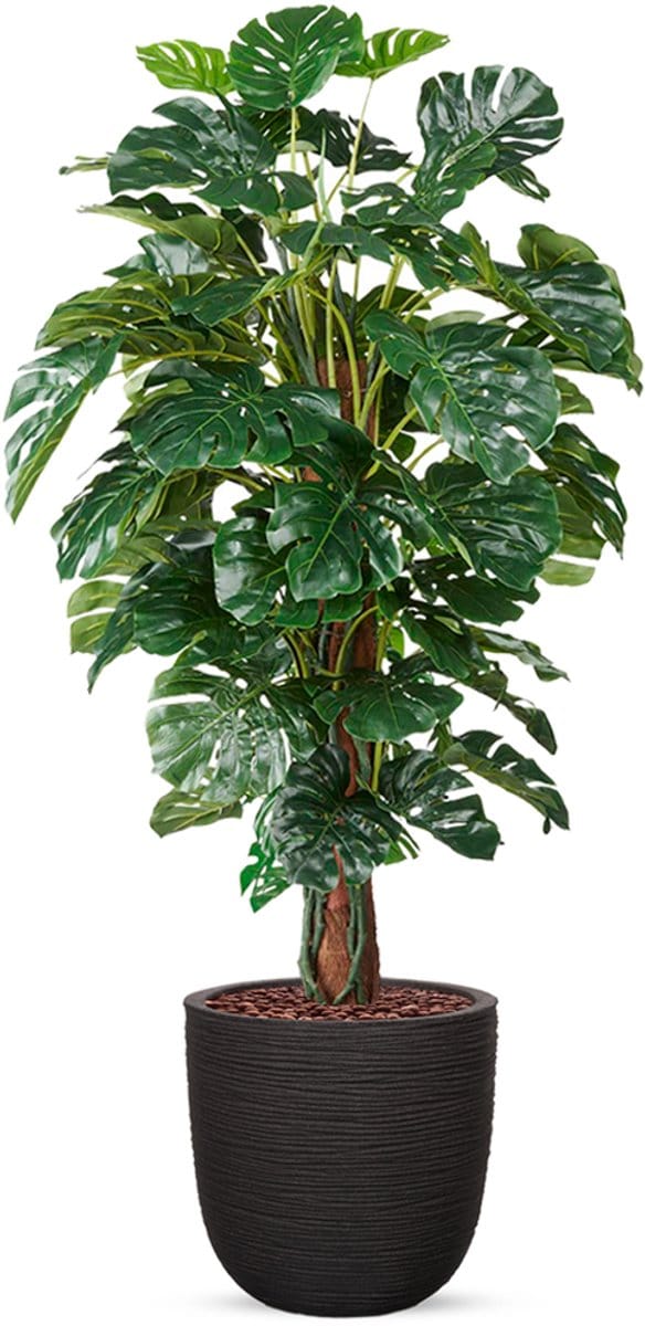 Kunstplant Monstera in planter ball Rib zwart H170 cm
