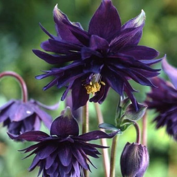 6 x Aquilegia Vulgaris 'Black Barlow' - Akelei pot 9x9cm