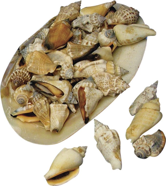 Rayher Schelpen - 4x zakjes - decoratie - 1-5 cm - schelpjes