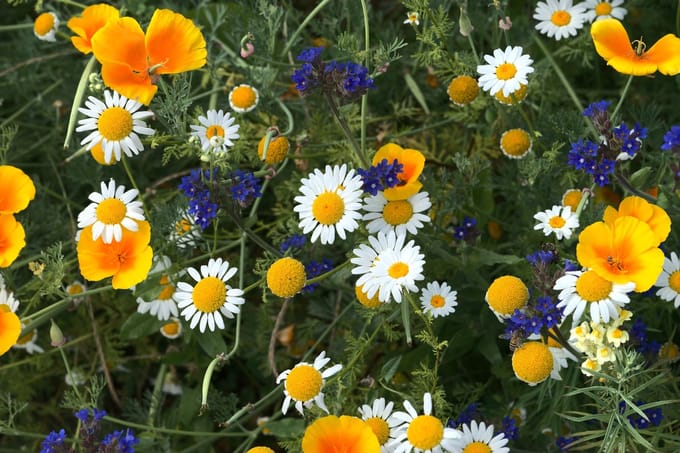 Veldbloemen Mini Wildbloem meerjarig 50 gram