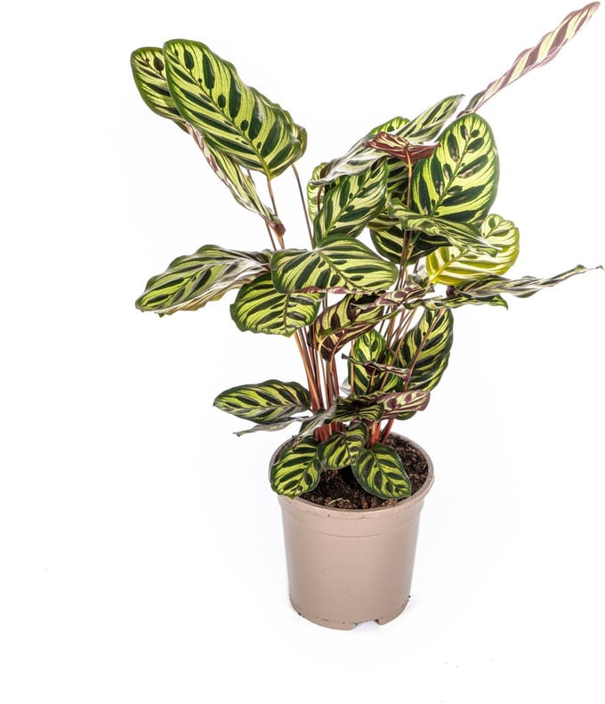 Calathea Makoyana Ø17cm - 40