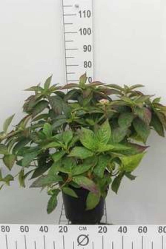 2 x Hydrangea serr. 'Daredevil' - Hortensia 30- 40 cm in pot