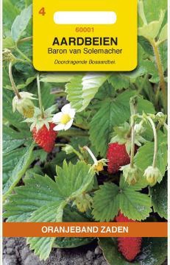 Oranjeband Zaden - Aardbeien Baron von Solemacher