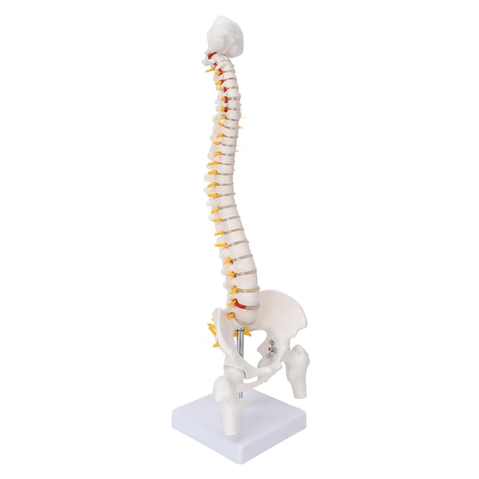Wervelkolommodel Flexibele Wervelkolom Caudale Wervel Anatomisch Model met Zenuwwortels voor white