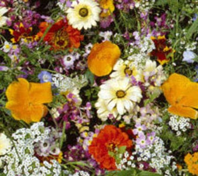 Prachtig zomerbloemenmengsel ca 125 gram voor 100 M2