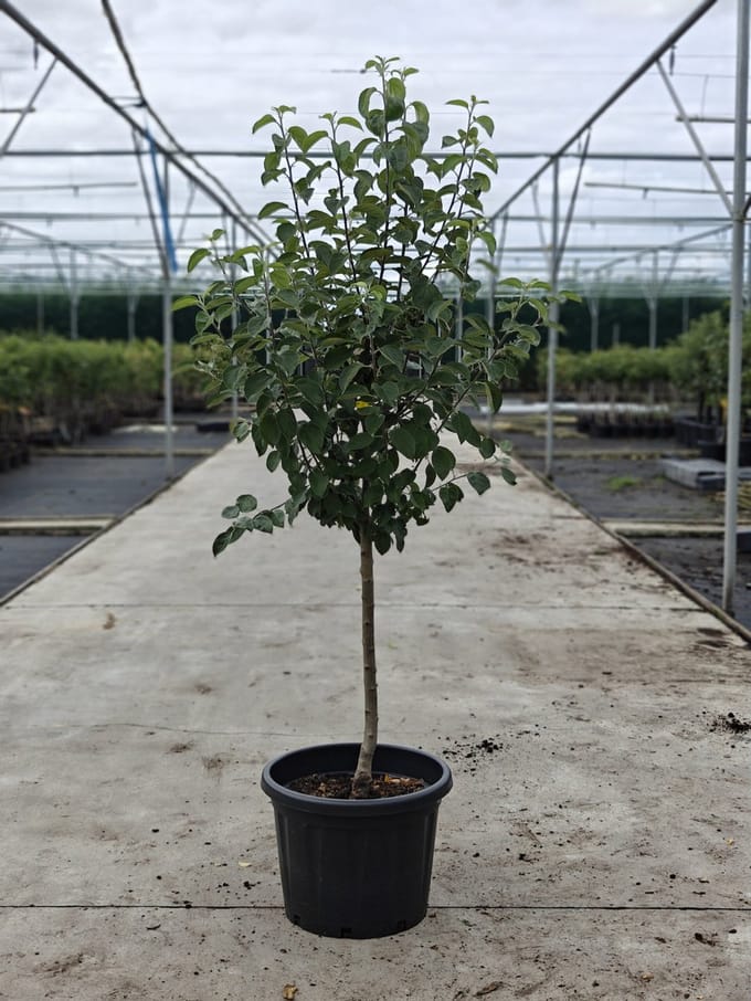 Malus domestica - Oude Appelboom 'Groninger Kroon' - Onderstam M111- 45L pot - ca. 2m