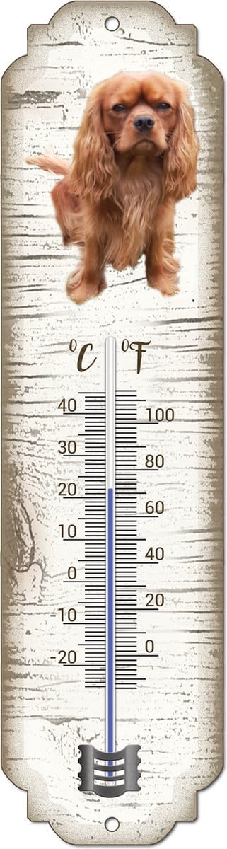 Thermometer: King Charles Bruin | Hondenras | Temperatuur binnen en buiten | -25 tot +45C