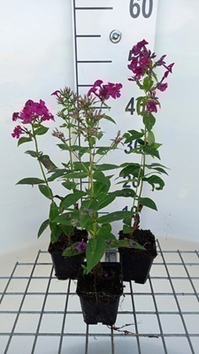6x Vlambloem - Phlox (p) 'Kirchenfürst' | 9x9 cm pot