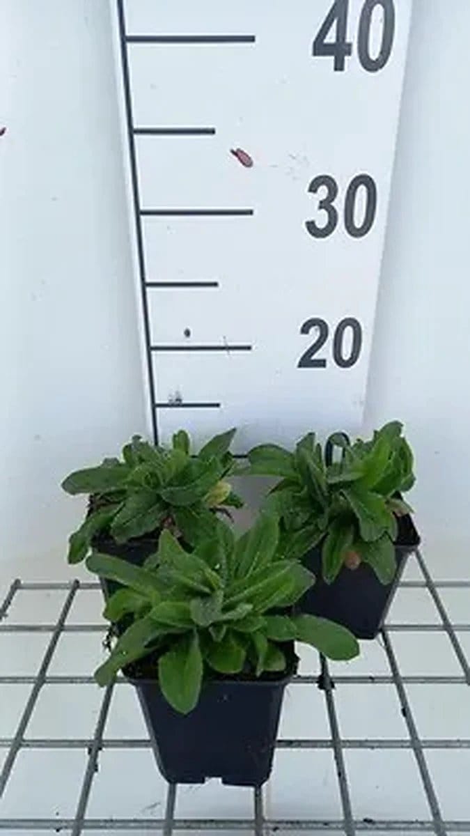 6x Hieracium - Hieracium aurantiacum | 9x9 cm pot