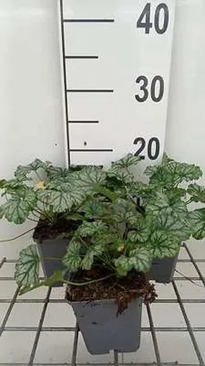 6x Purperklokje - Heuchera hybr. 'Paris' | 9x9 cm pot