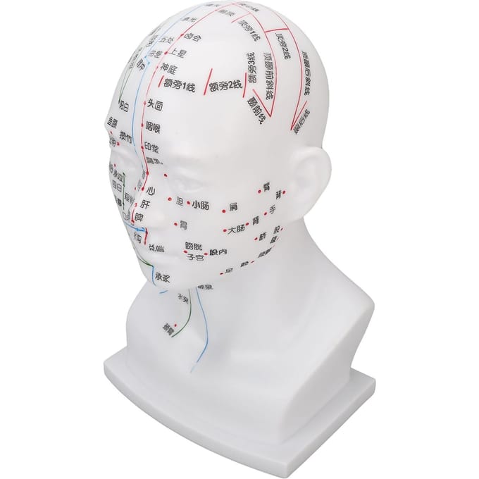 Acupunctuurpunt Hoofdmodel PVC Wit Gezicht Massage Meridianen Hoofdmodel Onderwijs Requisieten 11,8 Inch white
