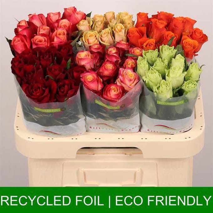 60x Rosa mix vast rift valley 60cm
