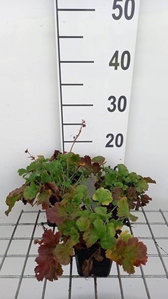 6x Nagelkruid - Geum hybr. 'Mango Lassi' | 9x9 cm pot
