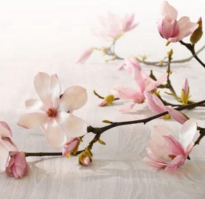 Bolsius Geurkaarsen geribbeld 6 st 120x58 mm magnolia