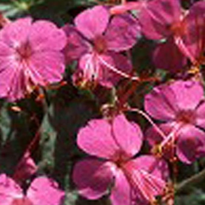 6 x Geranium Macrorrhizum 'Czakor' - Ooievaarsbek pot 9x9cm - Bodembedekker
