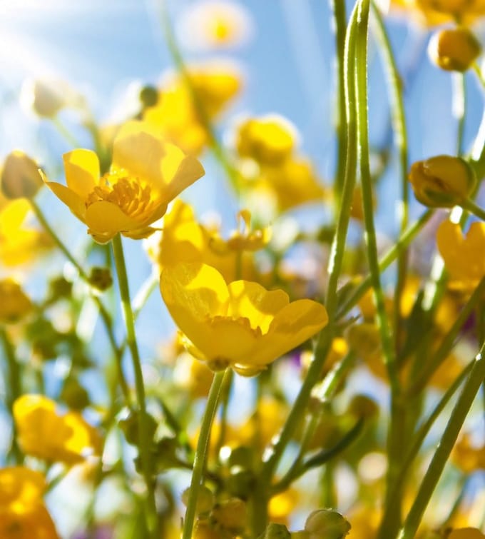 Fotobehang - Yellow Flower 225x250cm - Vliesbehang