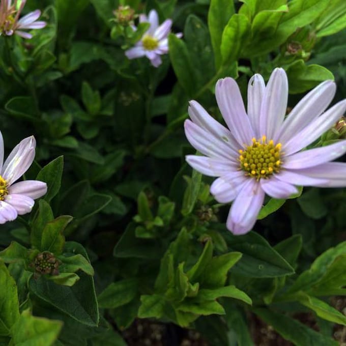 6 x Kalimeris Incisa 'Blue Star' - Zomeraster pot 9x9cm