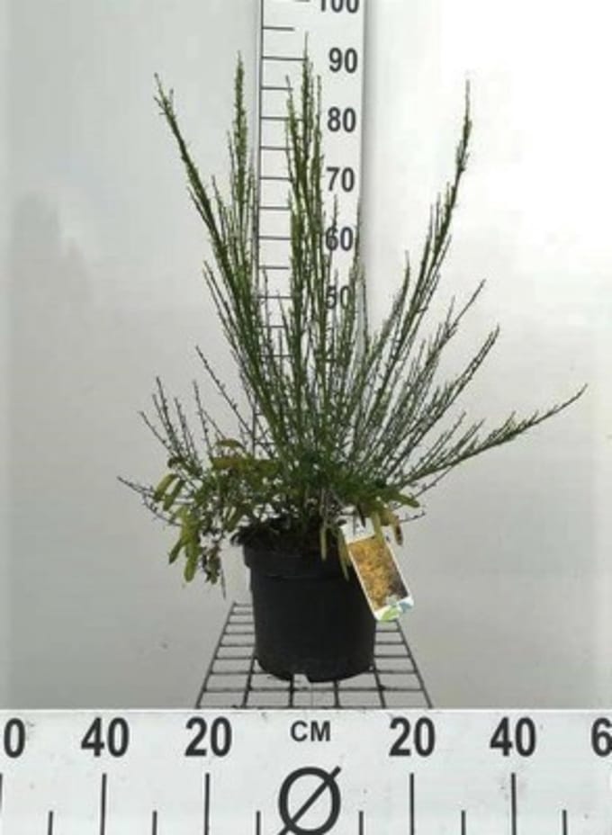 Cytisus scoparius 'Vanesse' - Brem 40 - 60 cm in pot