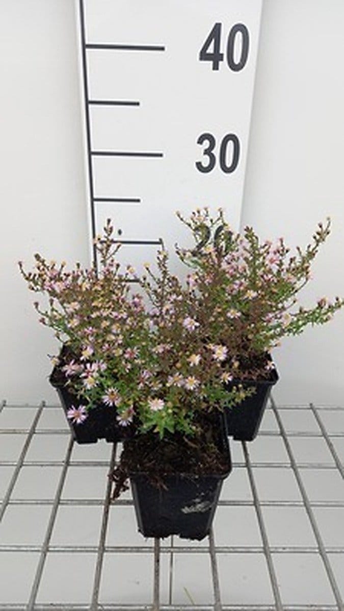 6x Aster - Aster eric. 'Lovely' | 9x9 cm pot