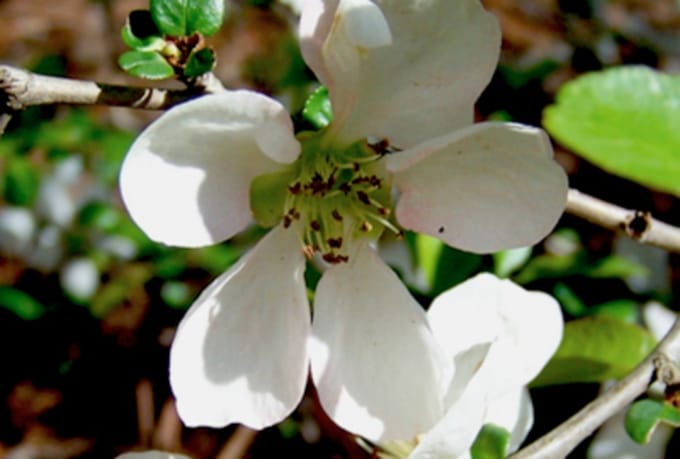 Chaenomeles speciosa 'Nivalis' - Sierkwee 30 - 40 cm in pot