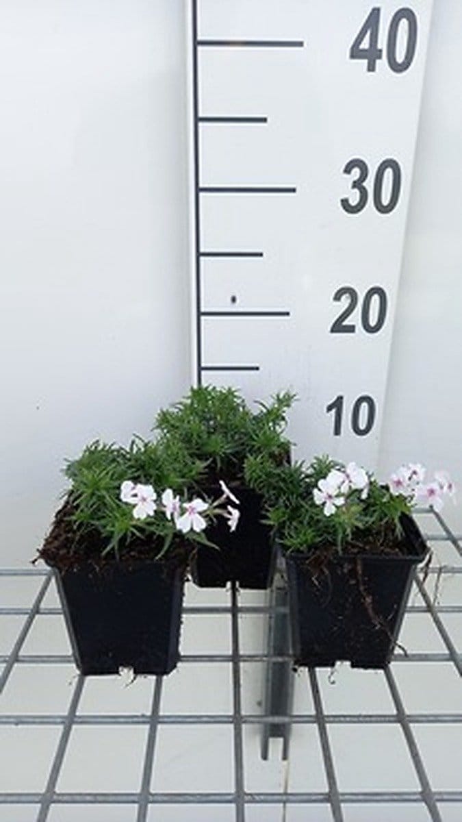 6x Vlambloem - Phlox (s) 'Amazing Grace' | 9x9 cm pot