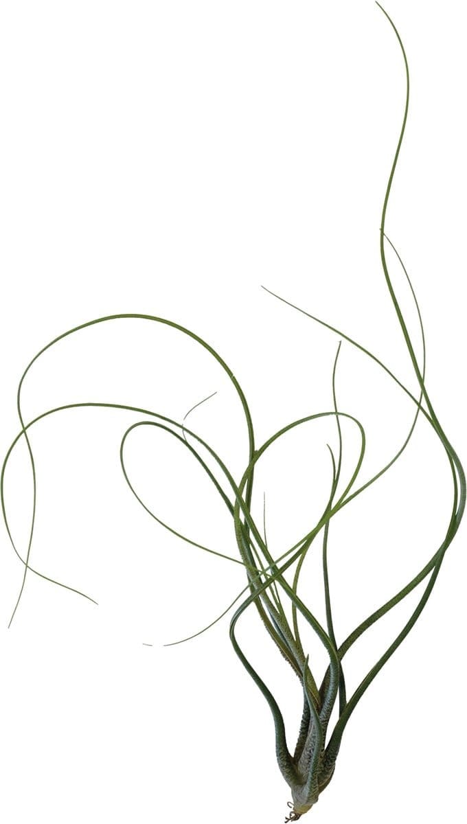 Tillandsia Butzii- Terrariumplant