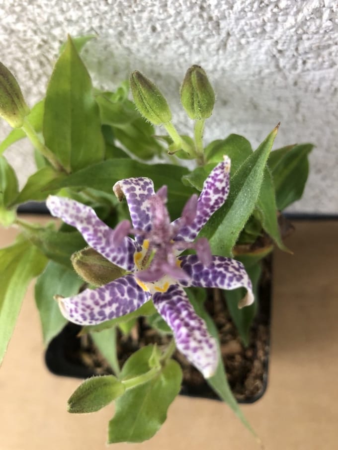 6x Paddenlelie, armeluisorchidee - Tricyrtis hirta | 9x9 cm pot
