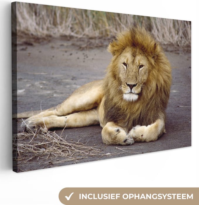 Canvas Schilderij Leeuw - Afrika - Dier - 60x40 cm - Wanddecoratie
