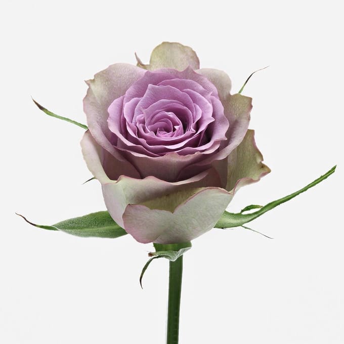 20x Rosa samantha bridal 50cm