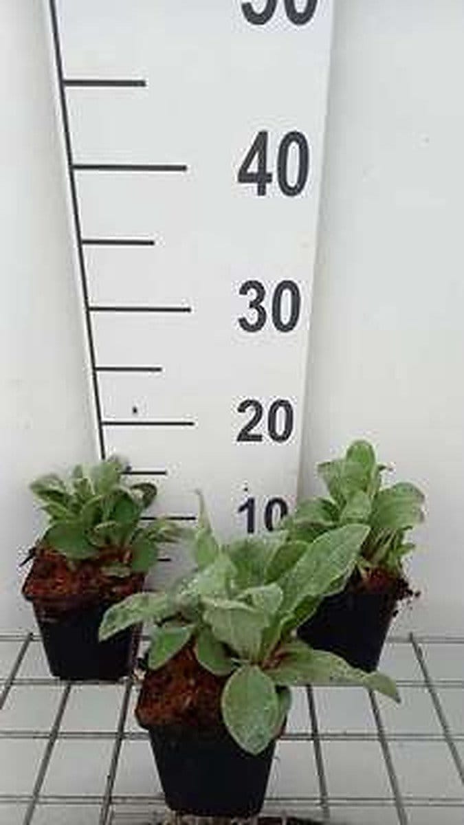 6x Koekoeksbloem - Lychnis coronaria | 9x9 cm pot