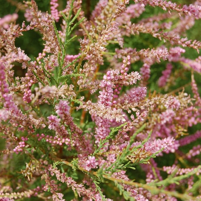 Tamarix Tetrandra - Tamariks 60-80 cm in pot