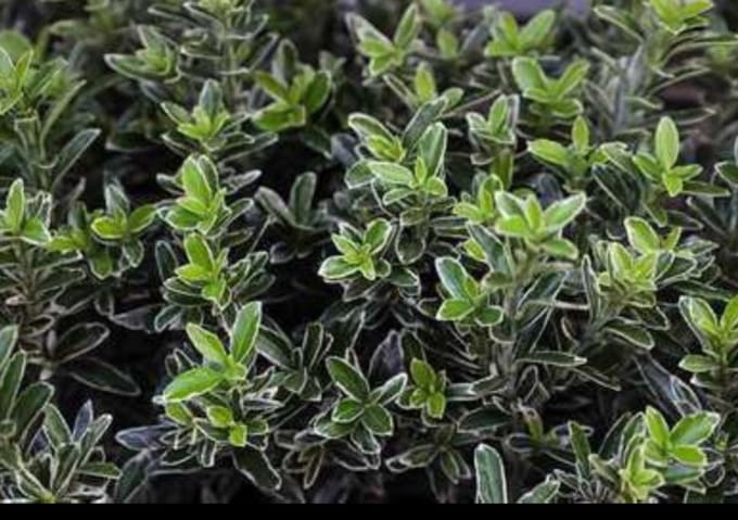 Euonymus japonicus - Japanse Kardinaalshoed 60- 80 cm in pot