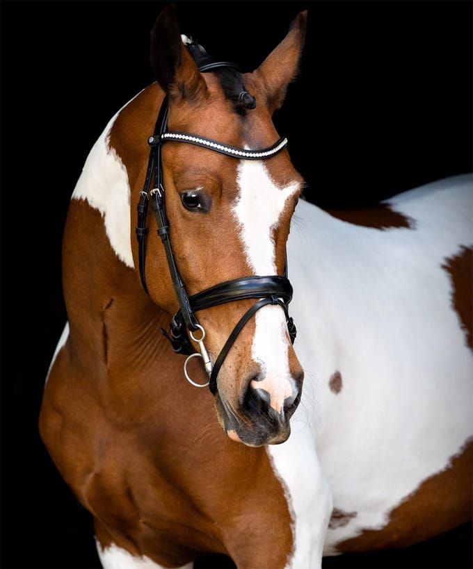 Montar Hoofdstel Montar Fair Zwart