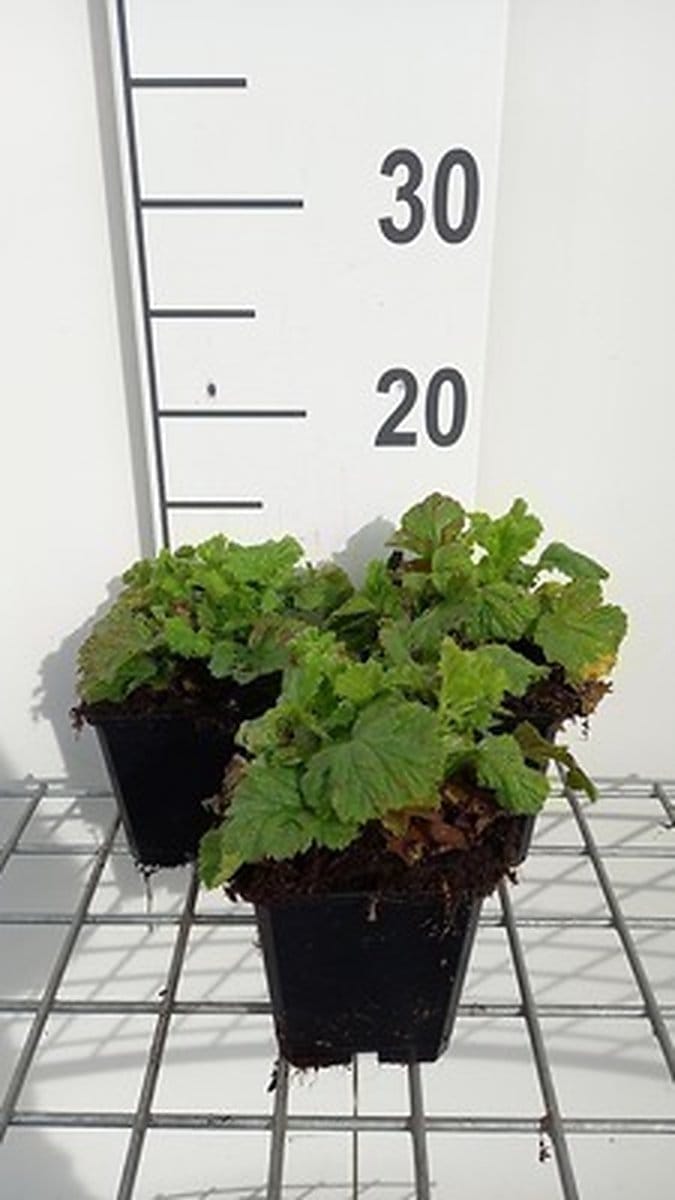 6x Nagelkruid - Geum riv. 'Leonard's Variety' | 9x9 cm pot