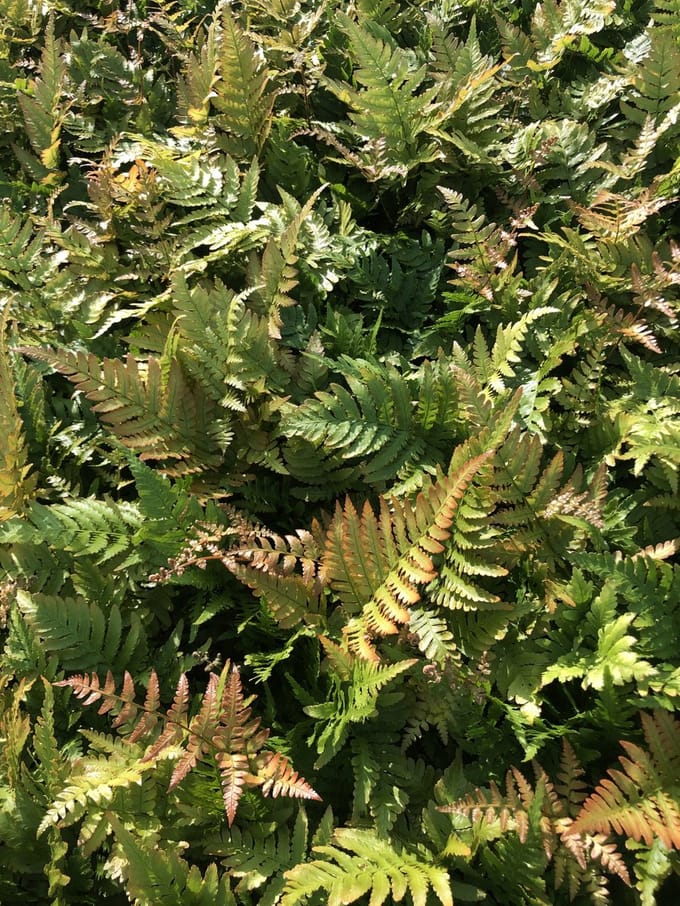 6x Rode sluiervaren, herfstvaren - Dryopteris erythrosora | 9x9 cm pot