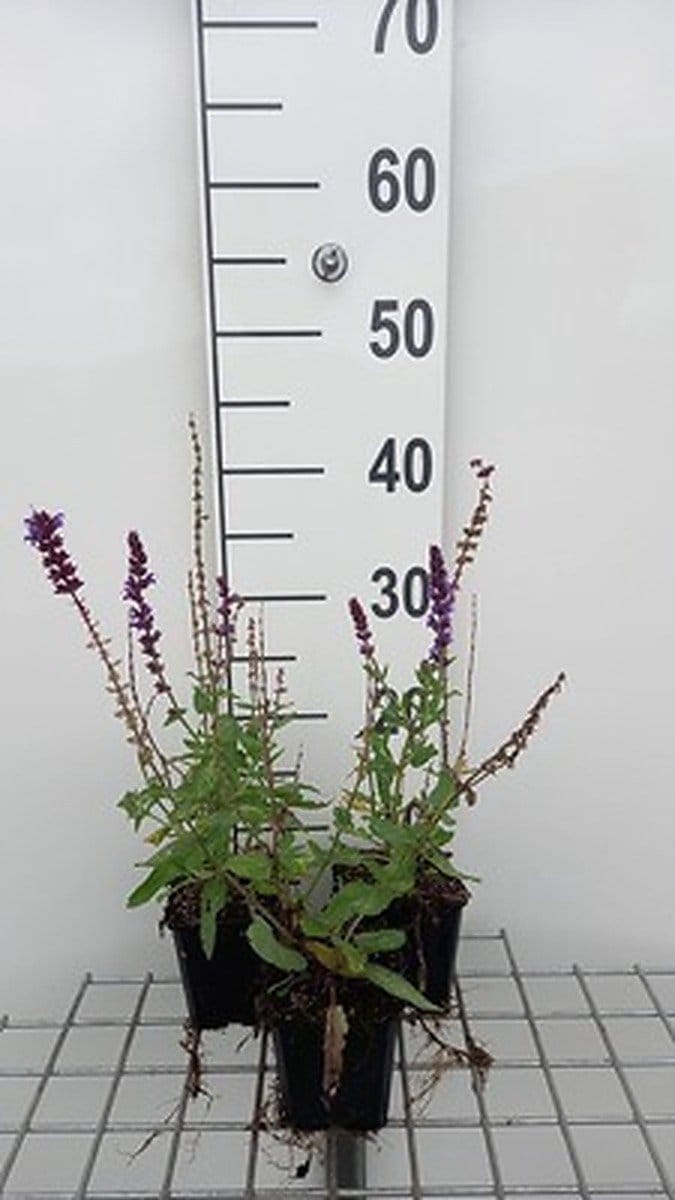 6x Struiksalie - Salvia nem. 'Lubeca' | 9x9 cm pot