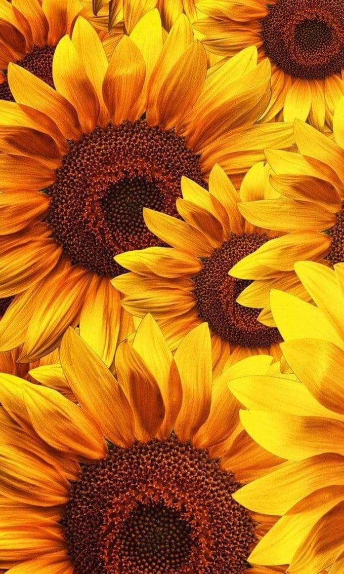 Fotobehang - Helianthus 150x250cm - Vliesbehang
