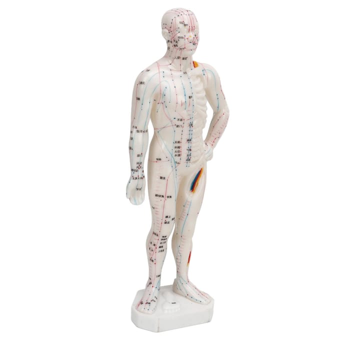 Modèle d'acupuncture du corps humain, modèle professionnel portable de points méridiens pour les cours de sciences white