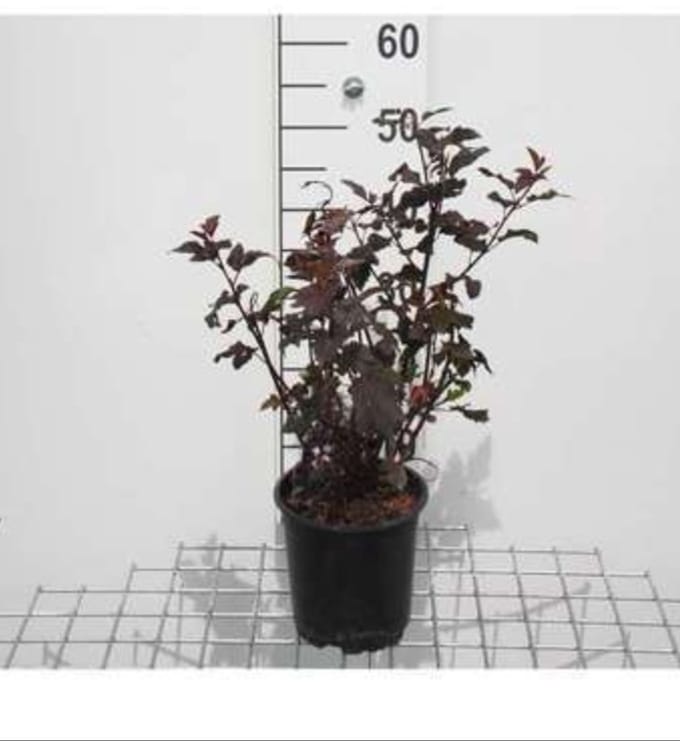 2 x Physocarpus opulif. 'Little Joker' - Blaasspirea 30- 40 cm in pot