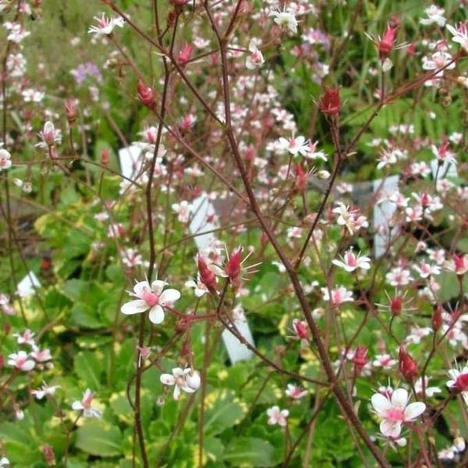 6 x Saxifraga Urbium 'Variegata ' - Schildersverdriet pot 9x9cm