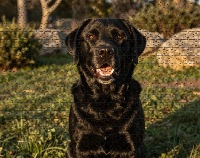Puzzel Zwarte Labrador Retriever | 500 stukjes | Dierenpuzzel | Hondenpuzzel