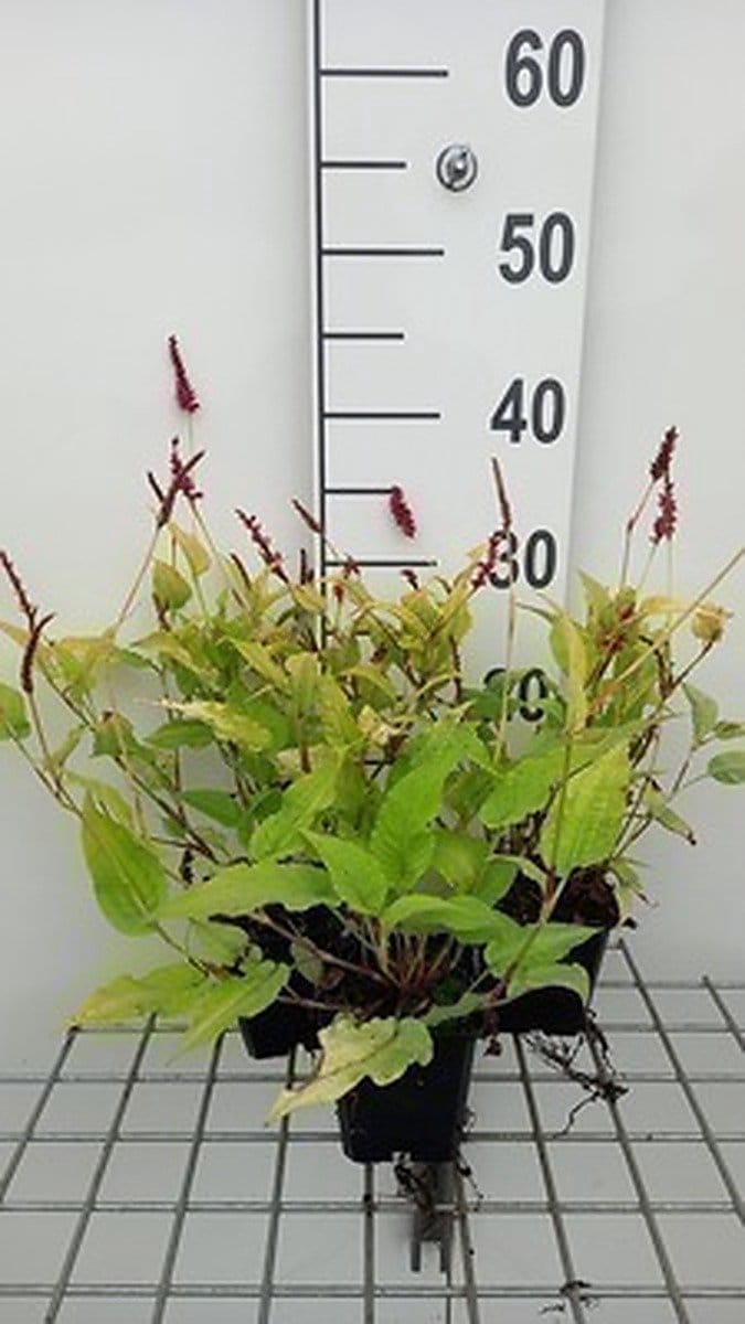 6x Duizenknoop - Persicaria ampl. 'Golden Arrow' | 9x9 cm pot