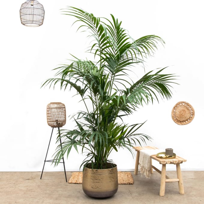 Kentia Palm XXL - 250cm