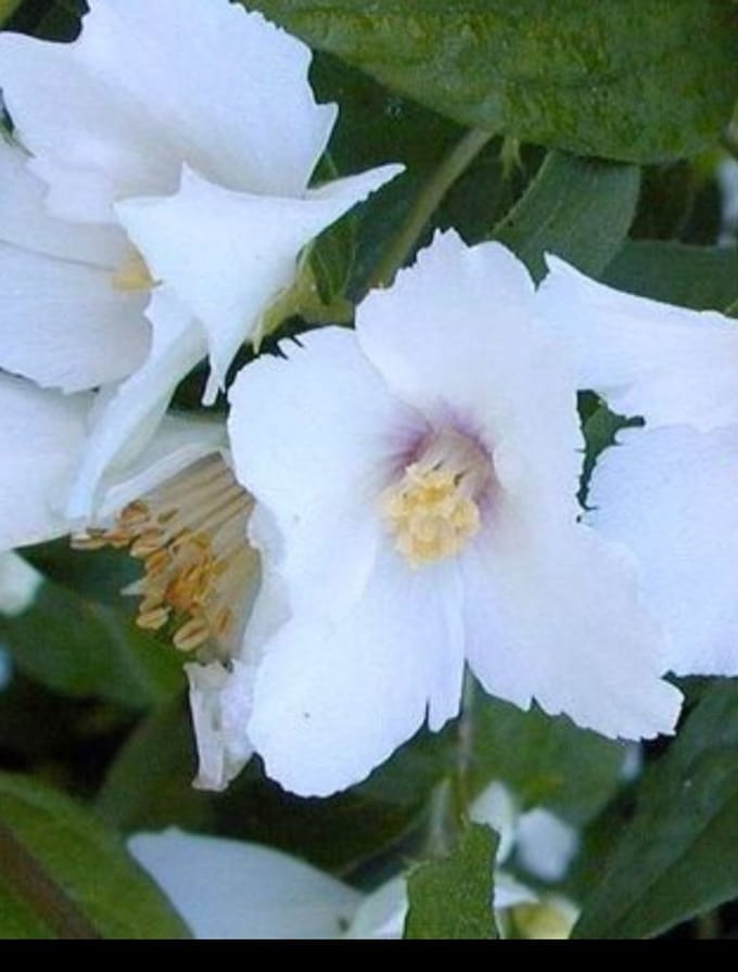 2 x Philadelphus 'Belle Etoile' - Boerenjasmijn 60- 80 cm in pot