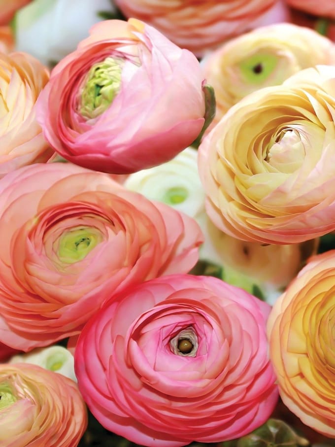 Flowers Peonies Colours Photo Wallcovering