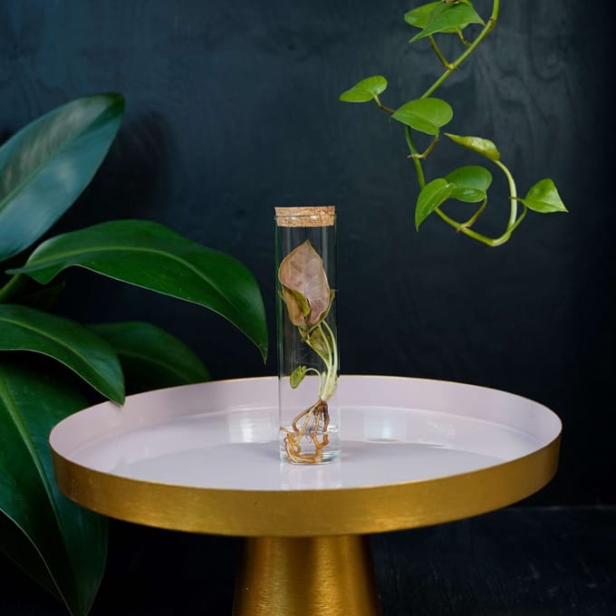 Tubes | plant in glas | Syngonium Neon